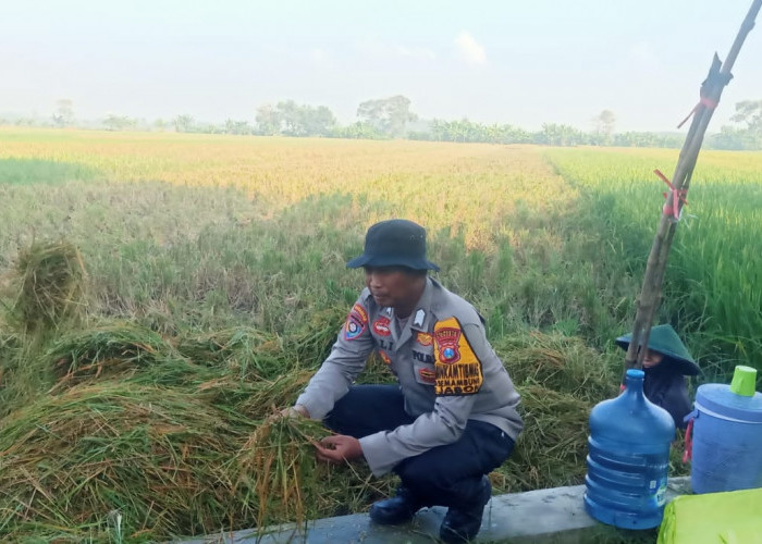 Dukung Ketahanan Pangan, Polisi Cek Lahan P2B Desa Semambung