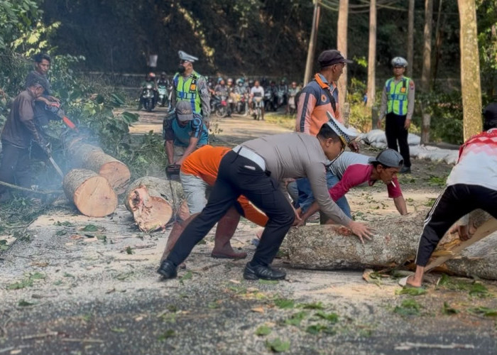 Respons Cepat Satlantas Polres Jember Atasi Pohon Tumbang di Jalur Gumitir, Arus Lalin Segera Normal