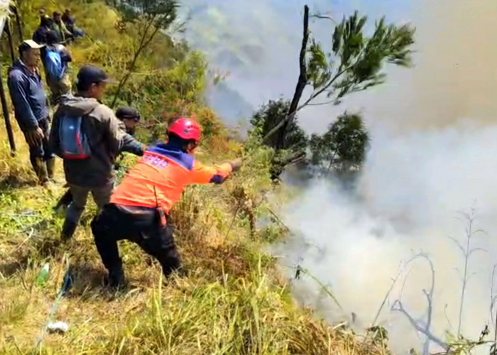 Kebakaran Hutan Bromo Meluas, Api Merambat ke Tebing Curam dan Ranu Pani