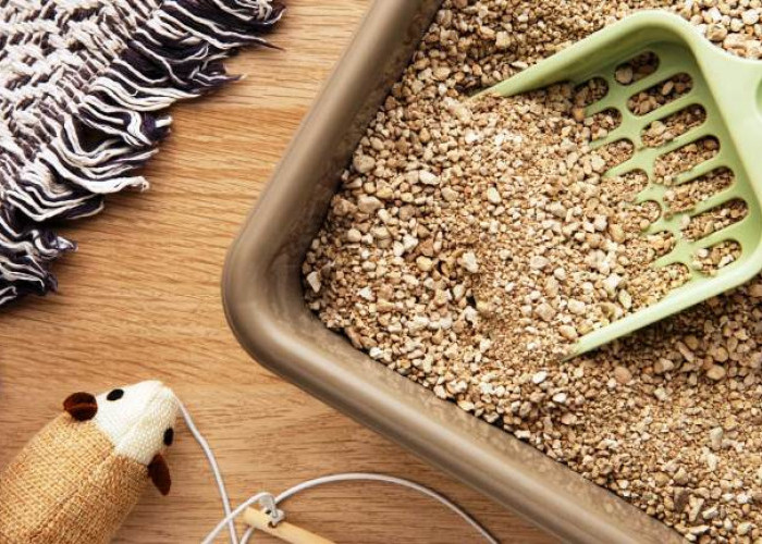 Cara Memilih Pasir Kucing yang Ampuh Mengatasi Bau dan Tetap Aman