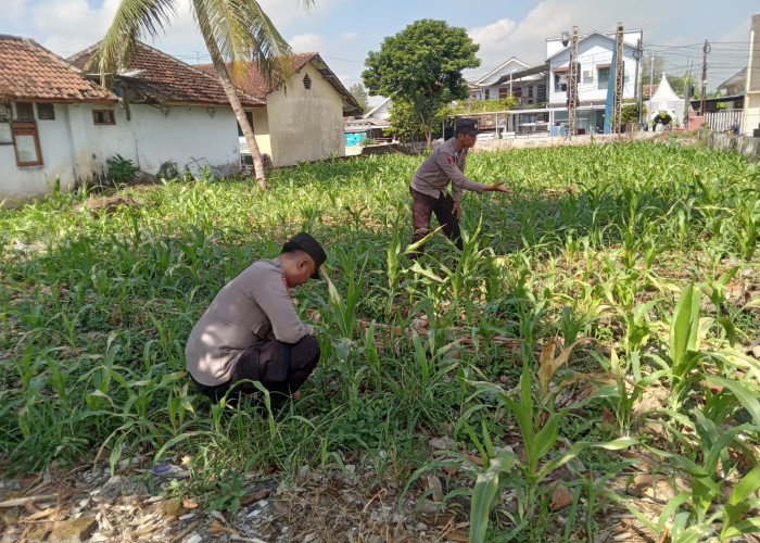 Sinergi Polsek Jatiroto dan Warga, Dorong Capaian Swasembada Pangan