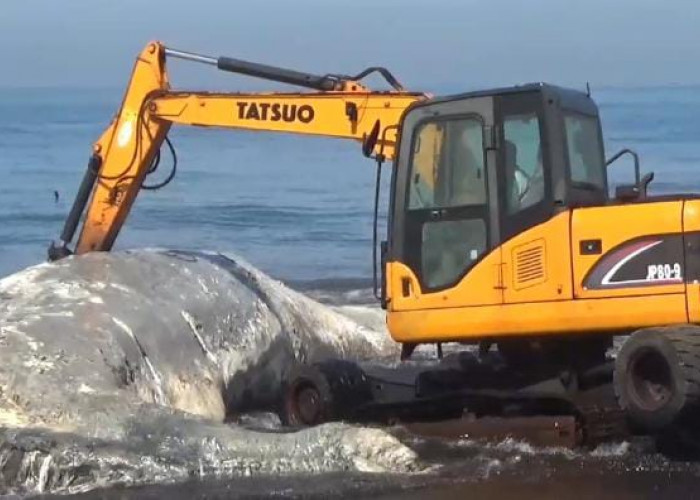 Tragedi Pantai Nyamplong, Paus Mati Membusuk, Evakuasi Terkendala