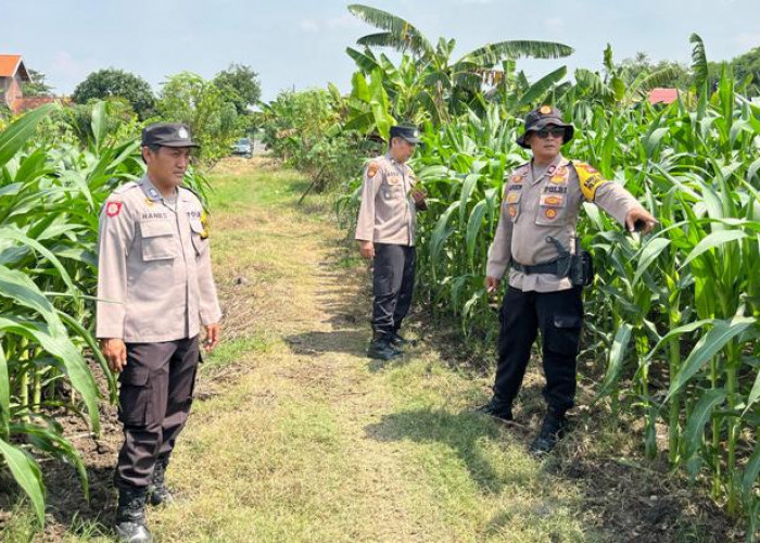 Cek Tanaman Jagung, Polsek Krembung Dukung Ketahanan Pangan di Sidoarjo
