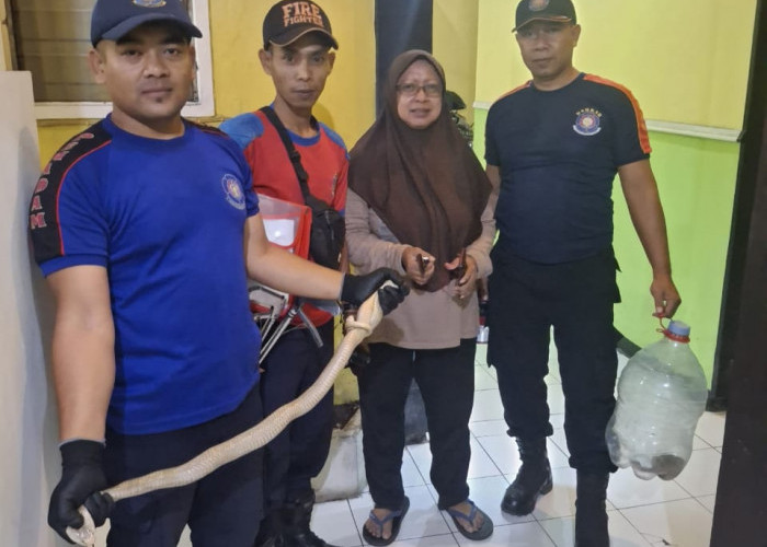 Tim Pemadam Kebakaran dan Penyelamatan Jember Tangkap Ular Cobra di Kamar Mandi Rumah Warga