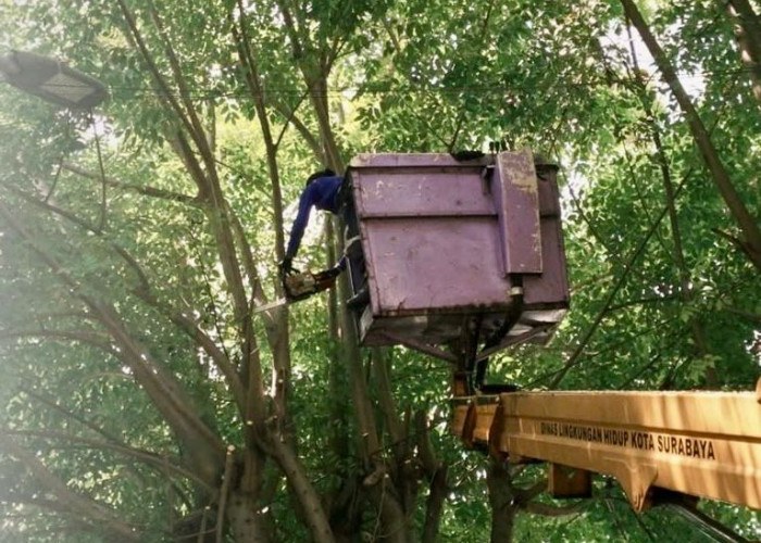 Antisipasi Cuaca Ekstrem, Kelurahan Kapasari dan DLH Gencarkan Perantingan Pohon di Jalan Gembong Asih