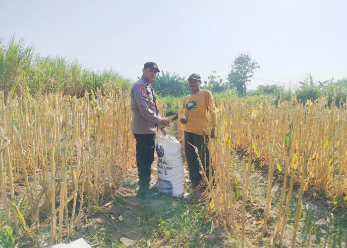 Bhabinkamtibmas Polsek Semen Dampingi Petani, Panen Jagung Jadi Penguat Ketahanan Pangan