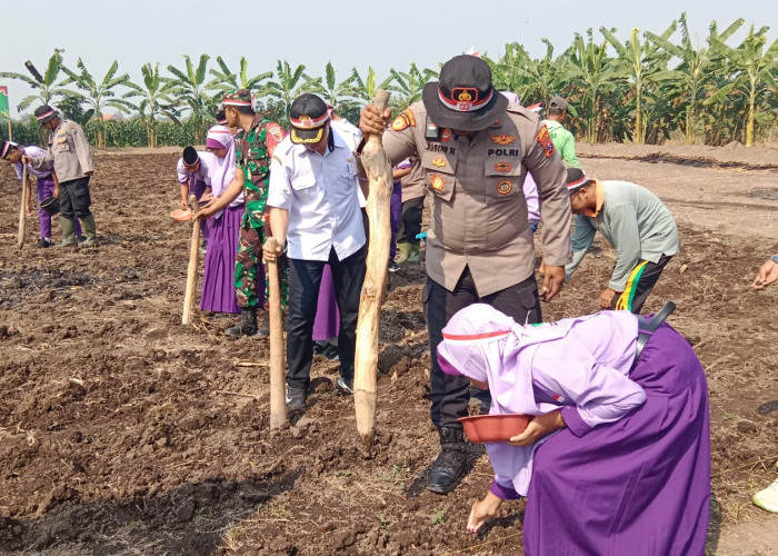 Kapolsek Balongbendo dan Santri Tanam Jagung di Lahan Ponpes