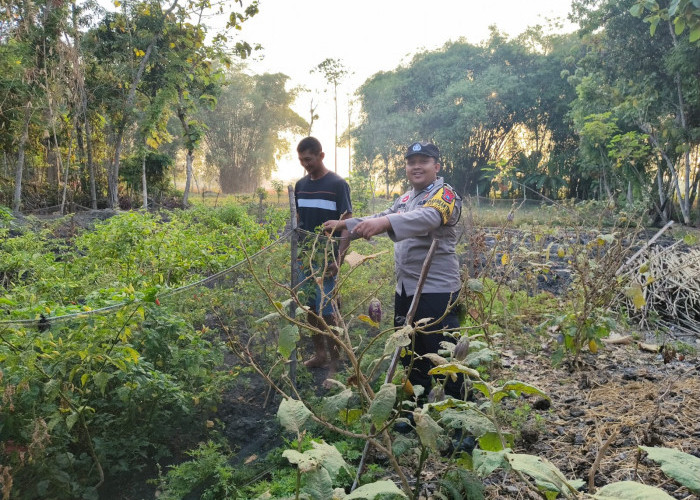 Bhabinkamtibmas Ngawi Kota Pantau Tanaman Cabai, Perkuat Ketahanan Pangan dari Pekarangan Rumah