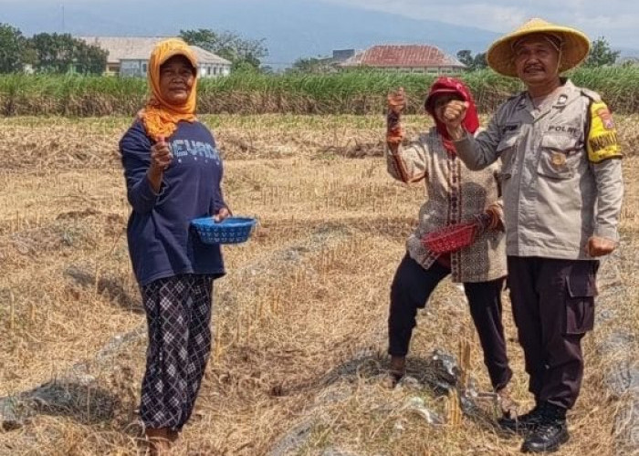 Sambang Sawah, Wujud Kepedulian Bhabinkamtibmas dalam Program Polri Perkuat Ketahanan Pangan