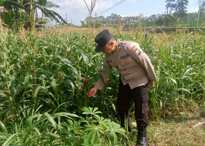 Sukseskan Program Asta Cita, Bhabinkamtibmas Polsek Klakah Terjun ke Ladang Jagung Warga