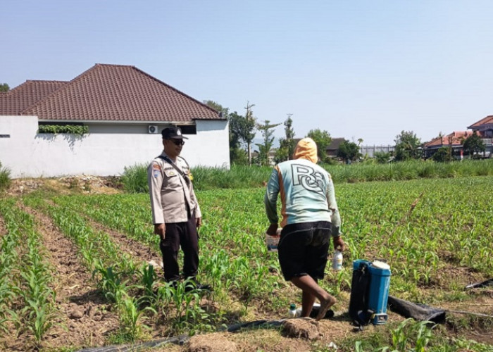 Bhabinkamtibmas Polsek Mojoroto Edukasi Petani Jagung Dukung Ketahanan Pangan di Banjarmlati