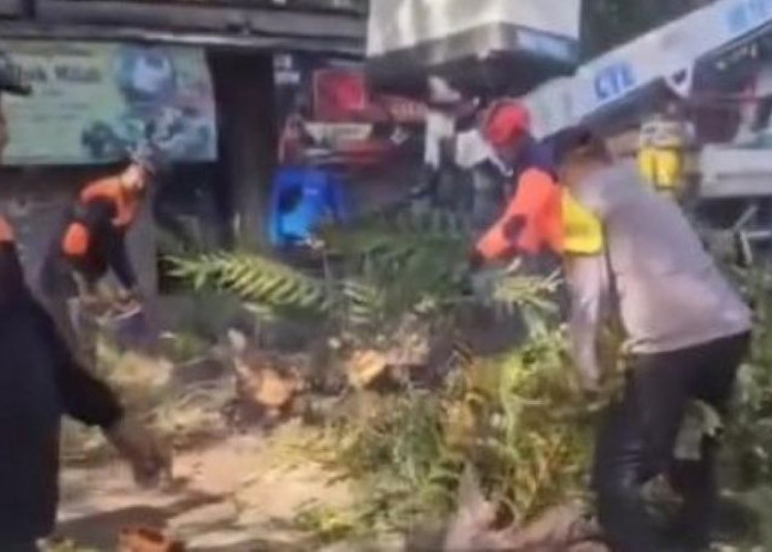 Polisi Ngawi Amankan Pemangkasan Pohon di Jalan Raya Paron Demi Keselamatan Pengguna Jalan