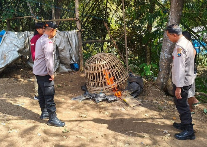 Polisi Bongkar dan Bakar Arena Sabung Ayam di Gedangan Malang