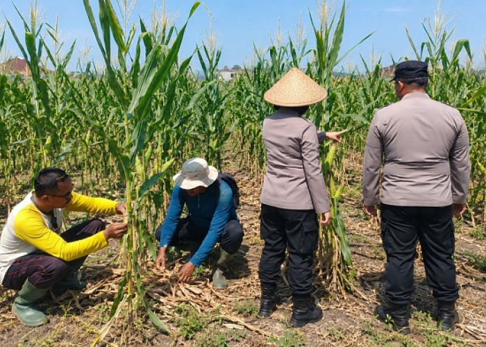 Polisi dan Petani Bandungrejosari  Kota Malang Optimistis Panen Jagung hingga 30 Ton