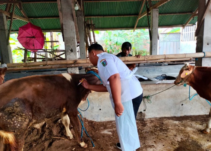 Disnak Jombang Gencarkan Vaksinasi Massal, Kasus PMK Terus Bertambah