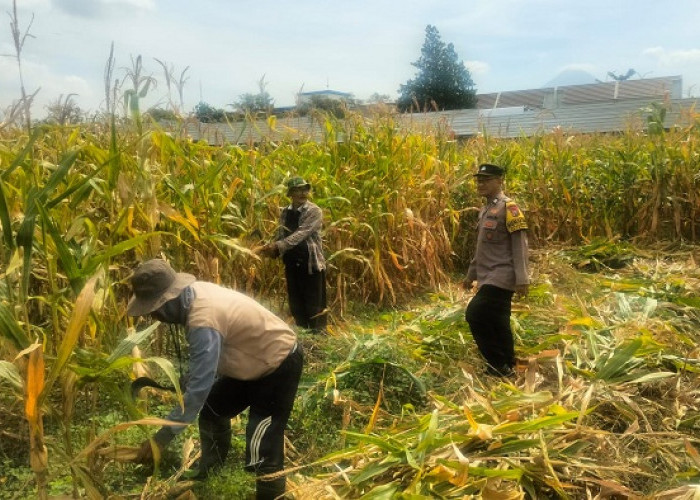Panen Jagung di Karangjati Pasuruan Terpantau Baik, Bhabinkamtibmas Dukung Ketahanan Pangan