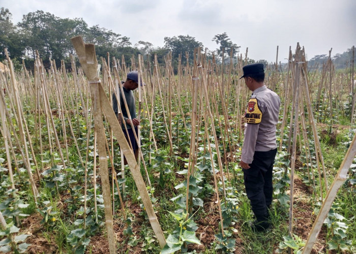 Dukung Ketahanan Pangan, Bhabinkamtibmas Polsek Kendal Monitoring Budidaya Ketimun