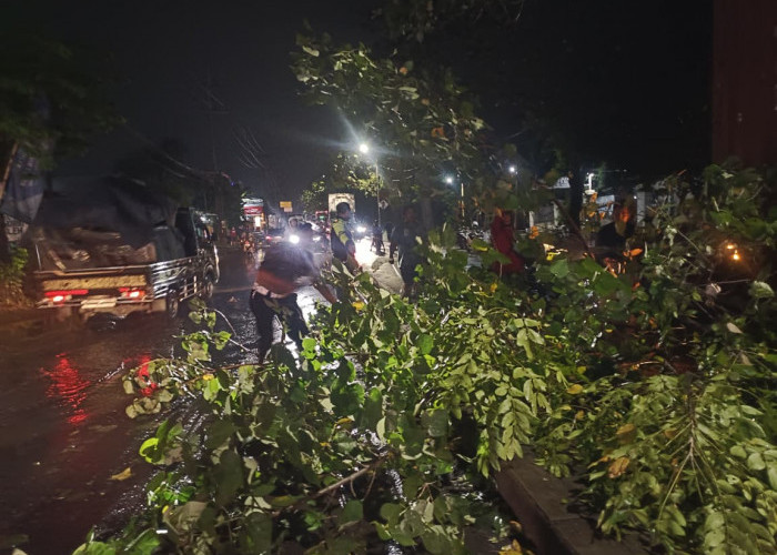 Polisi Bersama Warga Sigap Evakuasi Pohon Tumbang Timpa Kontainer di Simpang Empat RPH Krian