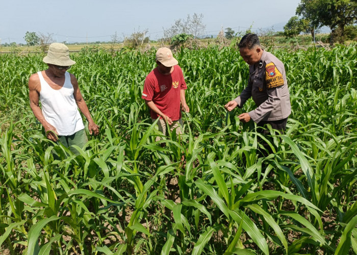 Optimalkan Ketahanan Pangan, Polsek Porong bersama Petani Pantau Perkembangan Tanaman Jagung