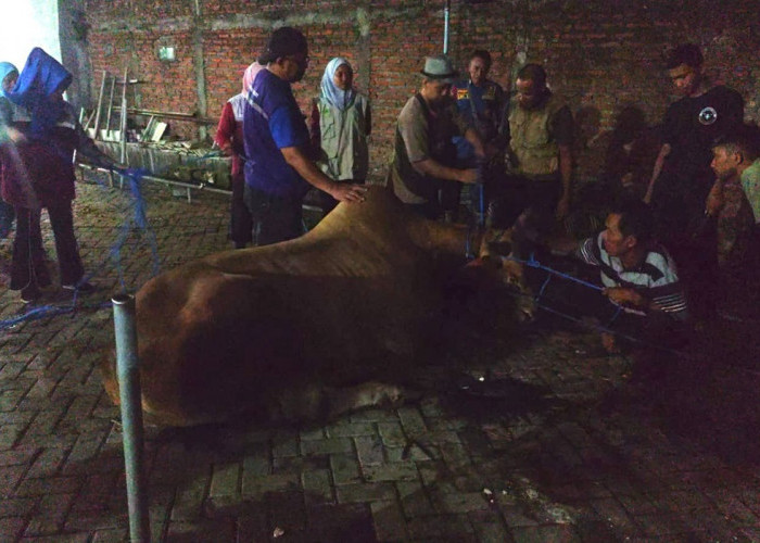 Sapi Kurban di Gresik Lepas karena Stres Berat, Damkar dan Petugas Gabungan Turun Tangan