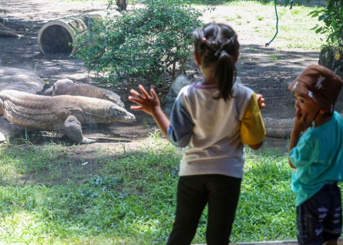 Komodo KBS Surabaya Dipinjamkan ke iZoo Jepang untuk Program Breeding