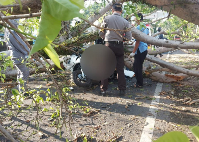 Pemotor Asal Bojonegoro Tewas Tertimpa Pohon Tumbang di Jalan Raya Desa Karangduren