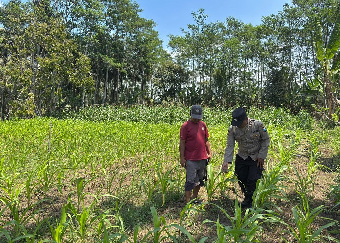 Bhabinkamtibmas Polsek Klakah Dampingi Petani Olah Lahan Jagung di Lumajang