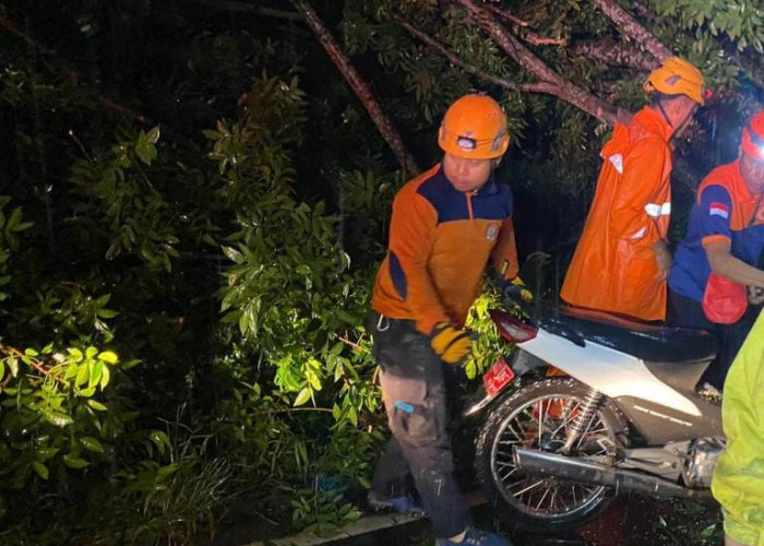 Hujan Deras Wilayah Jember, Ibu dan Anak Tertimpa Pohon Mahoni di Jalan Ahmad Yani