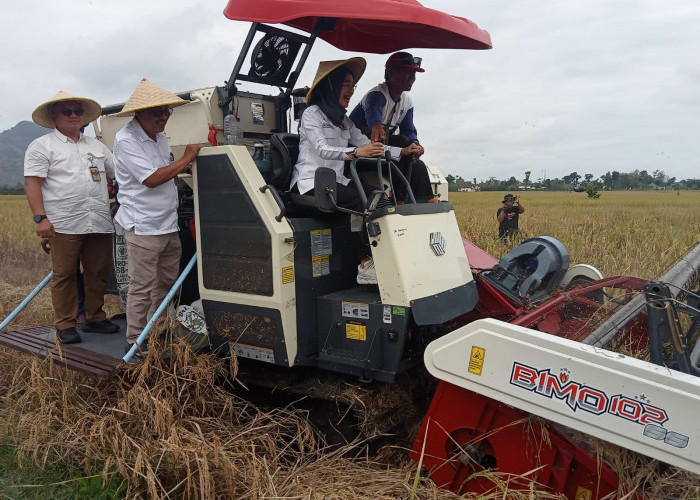 DPR RI dan Bulog Ikuti Panen Raya, Surplus Beras di Tulungagung Sumbang Ketahanan Pangan Nasional