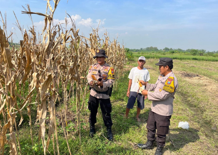 Polisi dan Warga Panen Jagung di Lahan Ketahanan Pangan Krembung