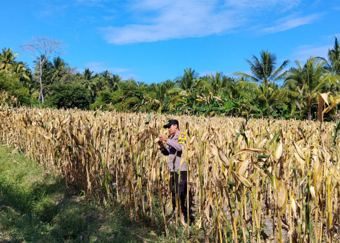 Turun ke Lahan Jagung, Polsek Tempursari Dukung Ketahanan Pangan dengan Dampingi Petani