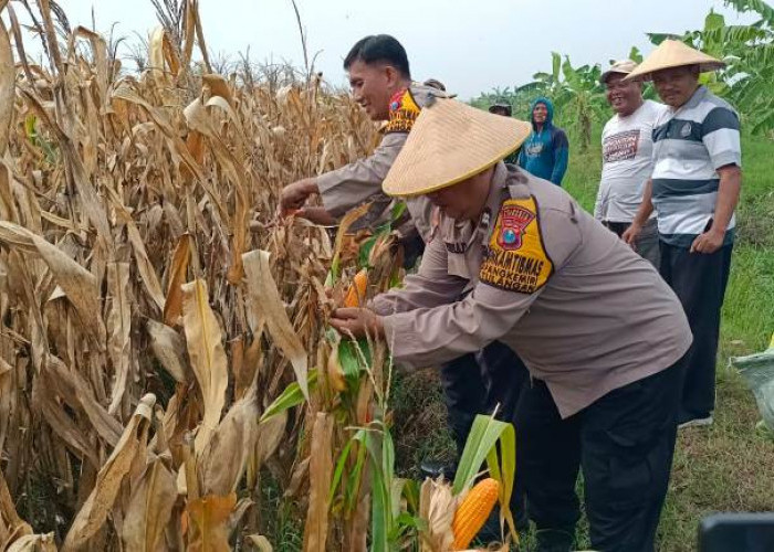 Polsek Tulangan dan Petani Panen Jagung di Lahan Produktif Desa Pangkemiri Sidoarjo