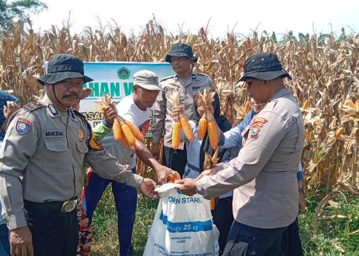 Polsek Balongbendo Panen Jagung Bersama Ponpes Mambaul Ulum
