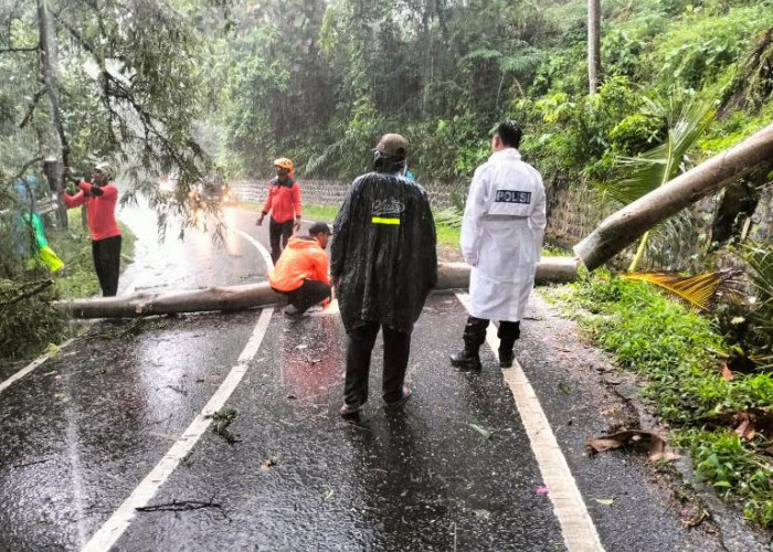 Respons Cepat Kepolisian dan BPBD Evakuasi Pohon Tumbang di Jalur Glagah–Licin Banyuwangi