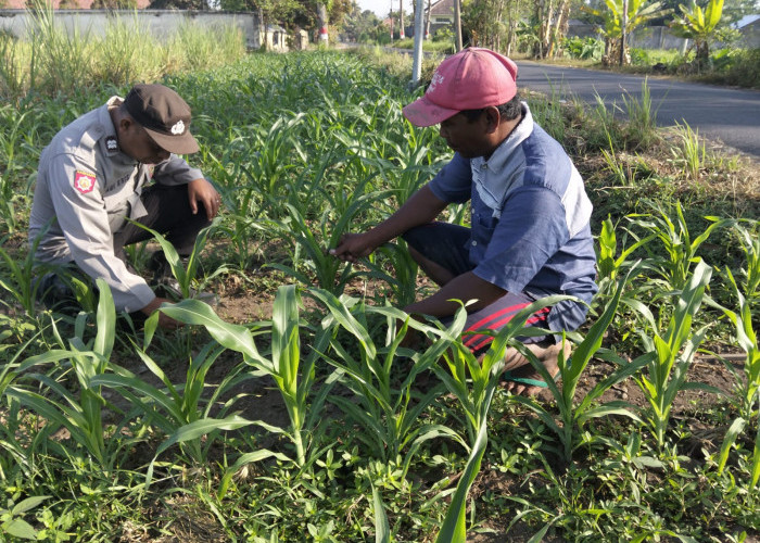 Dukung Ketahanan Pangan Nasional, Polsek Jatiroto Dampingi Petani di Lahan Jagung