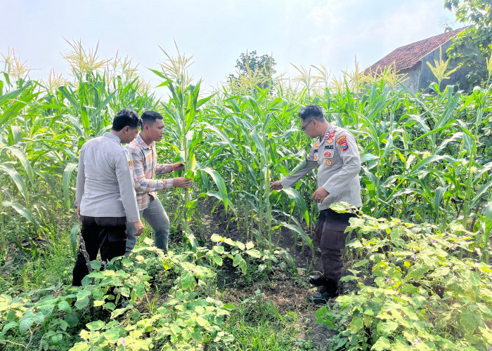 Polisi Dampingi Petani Rawat Tanaman Jagung, Dukung Program Ketahanan Pangan