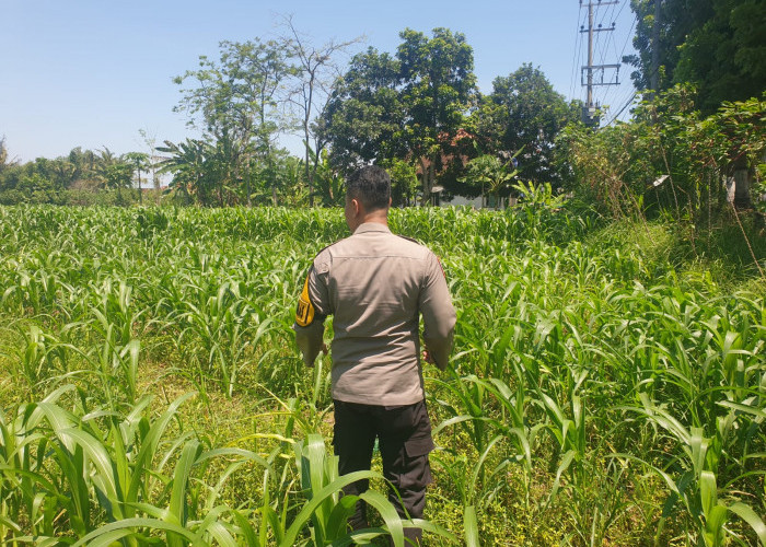 Dukung Ketahanan Pangan, Bhabinkamtibmas Rowokangkung Pantau Lahan Jagung