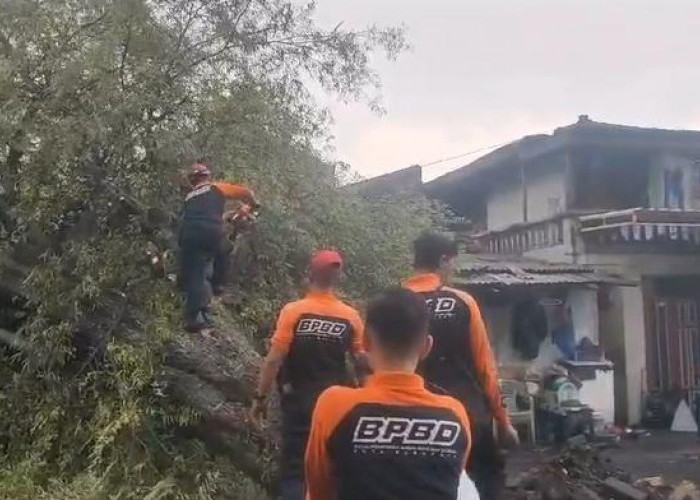 Hujan Disertai Angin Kencang di Surabaya, 5 Pohon Tumbang dan 2 Rumah Roboh