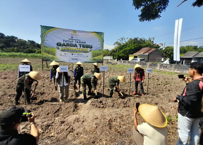 Ditjen Perkebunan Kementan Siapkan Varietas Tebu Panjalu, Dukung Suksesnya Swasembada Gula Nasional 