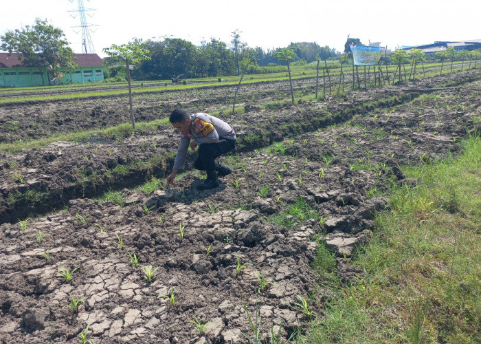 Bhabinkamtibmas Wonoayu Ajak Petani Optimalkan Lahan Jagung