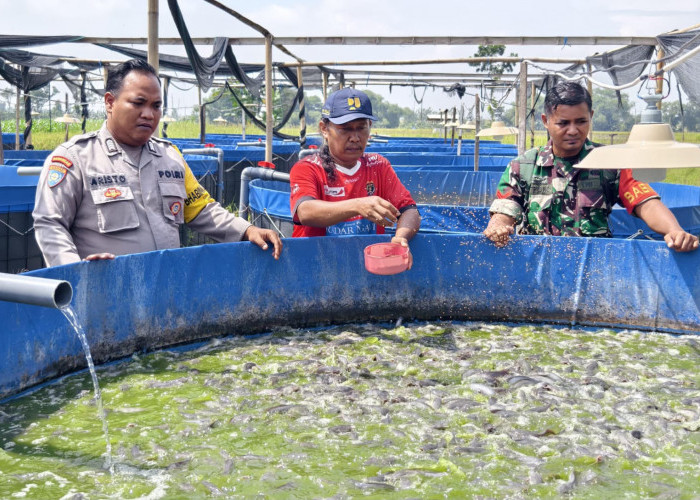 Bhabinkamtibmas Padas Monitoring Budidaya Lele, Dukung Ketahanan Pangan Warga