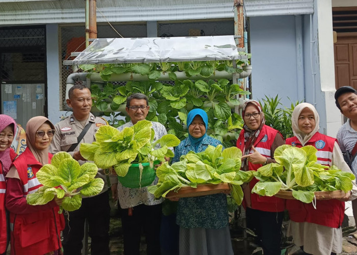 Kapolsek Genteng Bersama Warga Petik Hasil Budidaya Pokcay di Kampung Hidroponik