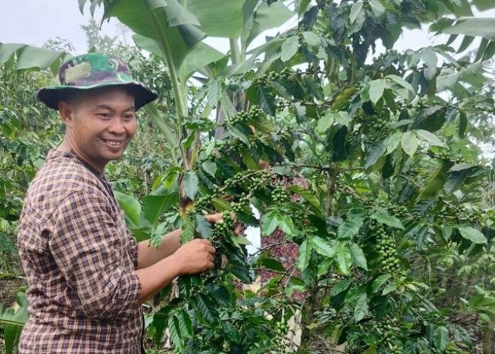 Kopi Sumadi Binaan BI Tembus Pasar Luar Negeri