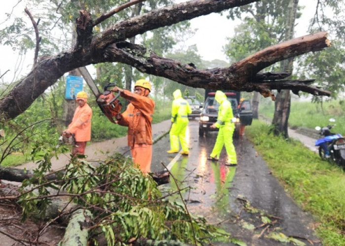 Sinergi Cepat Polisi dan BPBD Evakuasi Pohon Tumbang Jalur Utama Magetan-Bendo