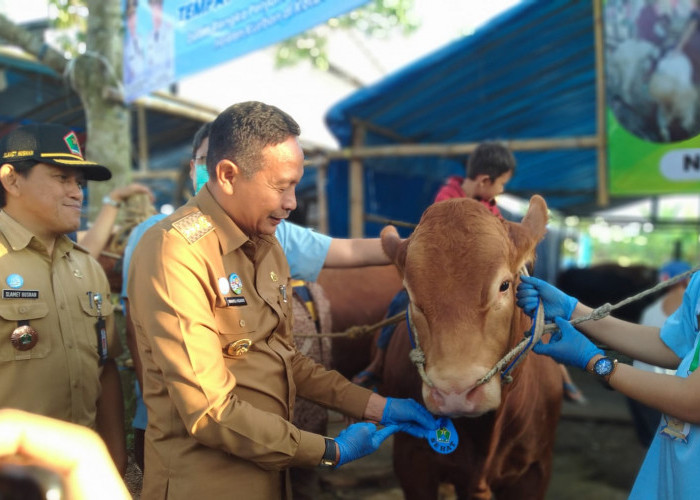 Wali Kota Malang Wahyu Hidayat Cek Lapak Hewan Kurban 