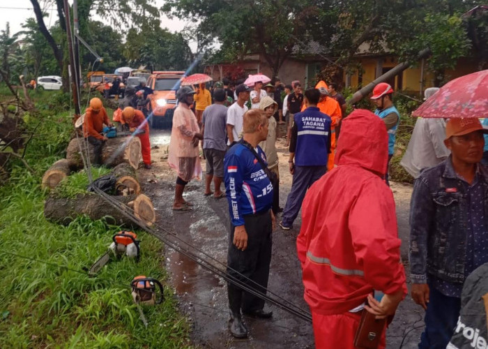 Jember Diterjang Badai, 15 Rumah Rusak dan Belasan Pohon Tumbang, TRC BPBD Berjibaku di Lokasi Bencana