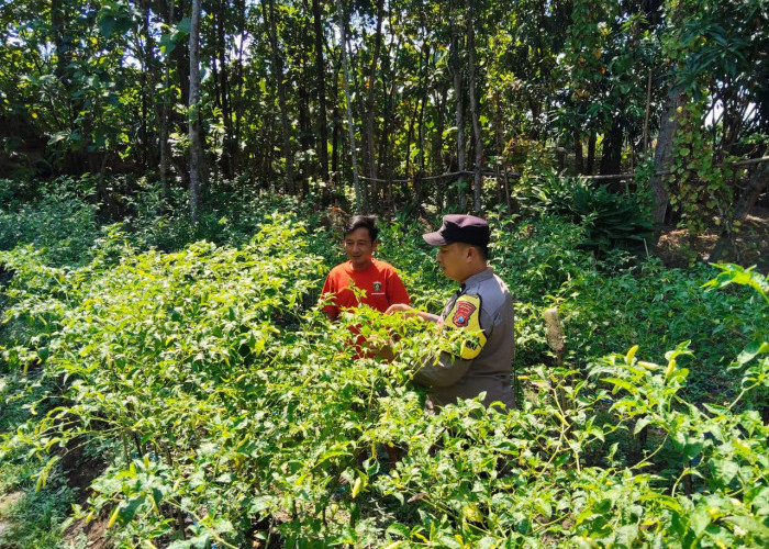 Bhabinkamtibmas Desa Krompol Aktif Monitoring Pekarangan Bergizi, Dukung Ketahanan Pangan di Ngawi
