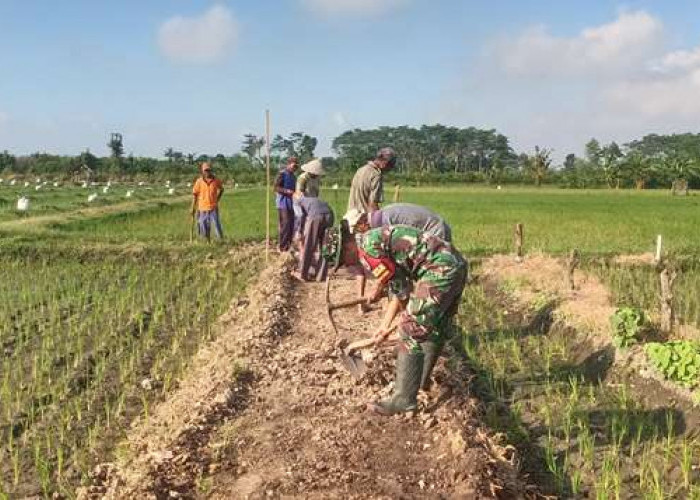 Dorong Produktivitas Pertanian, Babinsa Yosowilangun Lor Pendampingan Perawatan Jalan Menuju Pertanian