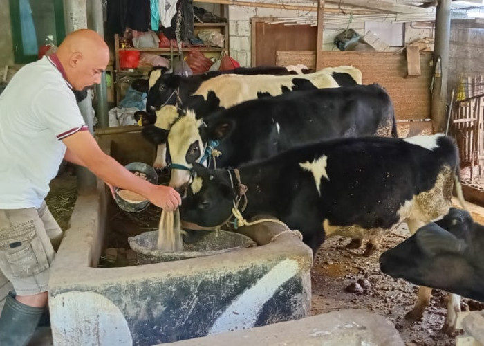 Jelang Pertengahan Ramadan, Produksi Susu Dusun Brau Menurun 