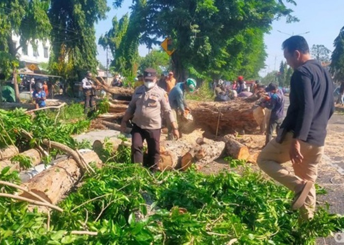 Sidoarjo Dilanda Angin Kencang, Pohon Tumbang Lukai 2 Pemotor